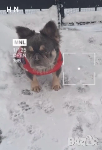 Флъфи Френски булдог 1 година