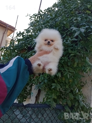 Померан. Миниатюрно мини миньонче. Реални снимки!, снимка 3 - Померан - 52857441