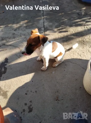 Джак ръсел териер, снимка 1
