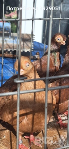 Продавам Будапещенски, снимка 13 - Гълъби - 53753986