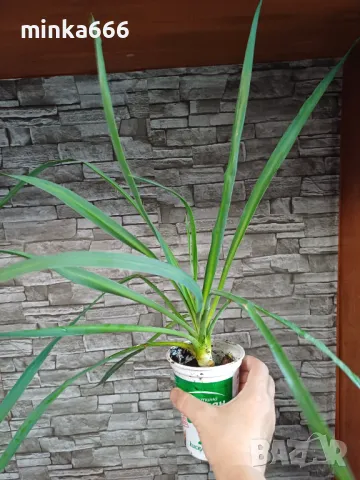 Студоустойчева градинска юка., снимка 2 - Градински цветя и растения - 47603077