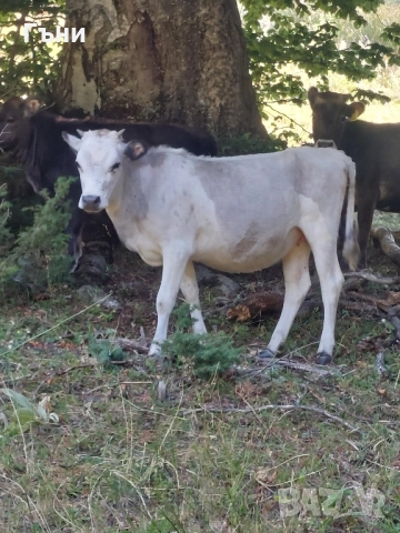 продавам юници крави за дамазлък
