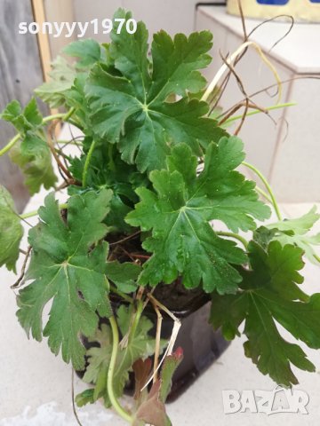 здравец в саксия с почва 2702241606, снимка 13 - Градински цветя и растения - 44495750