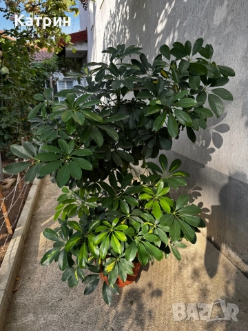 Шефлера - стайно растение 