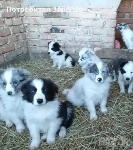 Бордър Коли, снимка 3 - Бордър коли - 49130758