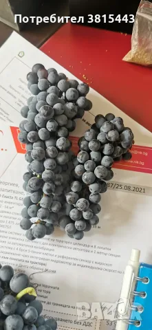 Винено грозде от производител, снимка 4 - Други - 55802791