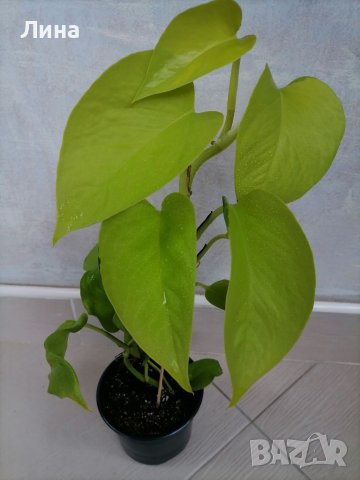 Епипремнум ауреум неон, снимка 2 - Стайни растения - 39376238