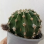 кактус ехинопсис , снимка 2