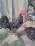  Петел Черен Легхорн Leghorn, снимка 3