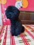 Мини пудел , снимка 7