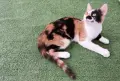 Подарявам малко котенце/ Kleine Katze zu verschenken, снимка 5