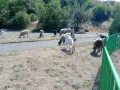 Продавам кози, ярета, шилета и агнета., снимка 2
