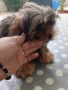 продавам 2 йоркита!.., снимка 15