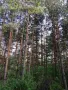 Парцел 530 кв.м сред борова гора, на 25 км от Боровец и 40 км от София, снимка 11