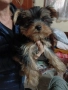Йоркширски териер мини йорки., снимка 11