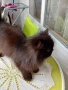 Персийска котка на една година ., снимка 2
