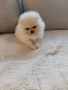 Померан мини померанчета , снимка 6