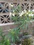Зокуми, снимка 1 - Градински цветя и растения - 37156678