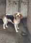 Бигъл женски 6 м с паспорт и ес.ваксини, снимка 2