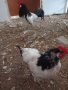 Семейство  кокошка и петел лакенфелдер, снимка 3