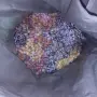 Грозде Отел - обрана асма, снимка 2