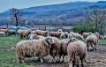 Реплянски овце по селекция, снимка 5