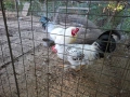 Селски кокошки и петлета , снимка 6