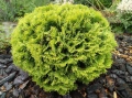 Туя Даника Голд – Thuja occidentalis Danica Gold, снимка 6