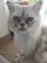 Персийски принц на символична цена, снимка 5
