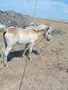 Продавам кученца Бордър Коли на 40 дни 100 ев пуйки 30 евро женско конче на 6 м. Хафлингер 1000евро, снимка 9