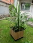 Палма Юка стайна - 150см.- 50лв.., снимка 1