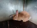 Продавам зайци., снимка 2