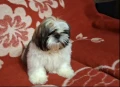 Ши тцу, снимка 2