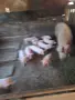 продавам прасенца , снимка 3