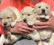 Голдън ретривър мъжки и женски чистокръвни, снимка 3