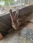 зайци великани всякакви, снимка 2