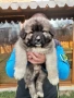 Кавказка овчарка, снимка 7