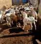 Продавам ярета сукалчета, снимка 2