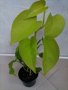 Епипремнум ауреум неон, снимка 2