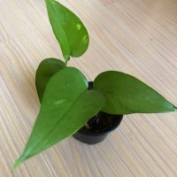 Епипремнум pinnatum , снимка 1 - Стайни растения - 41884669