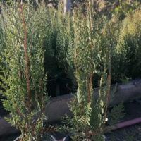 Кипарис обикновен(Cupressus sempervirens,размер около 40см.в контейнер от 0.5л., снимка 4 - Градински цветя и растения - 41877179