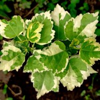 ИЗЧЕРПАН Дървовиден градински хибискус вариегатен hibiscus variegata , снимка 1 - Градински цветя и растения - 41880811