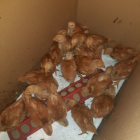 Нюхемпшир пилета  родени на 10 ти февруари., снимка 3 - Кокошки и пуйки - 44631982