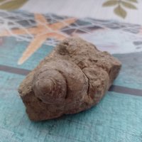 вкаменелост от остров Лансароте, снимка 1 - Колекции - 40773739