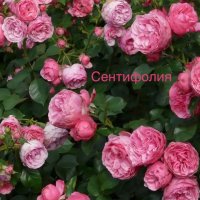 Разсад маслодайни рози, снимка 9 - Градински цветя и растения - 42641069