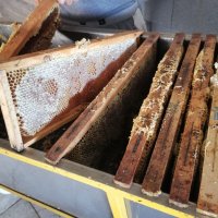 Пчелен мед 2023г , снимка 1 - Пчелни продукти - 41332866