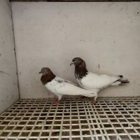  Пакистански гълъби , снимка 5 - Гълъби - 41985610