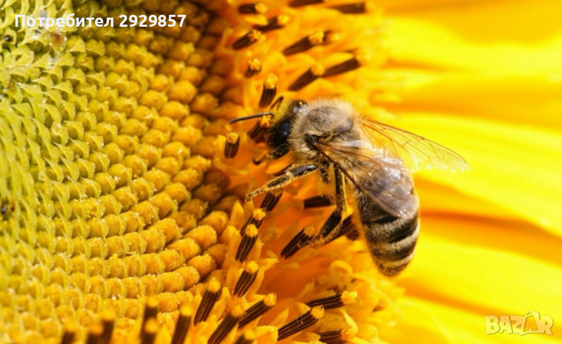 Пчелни отводки и майки, снимка 1