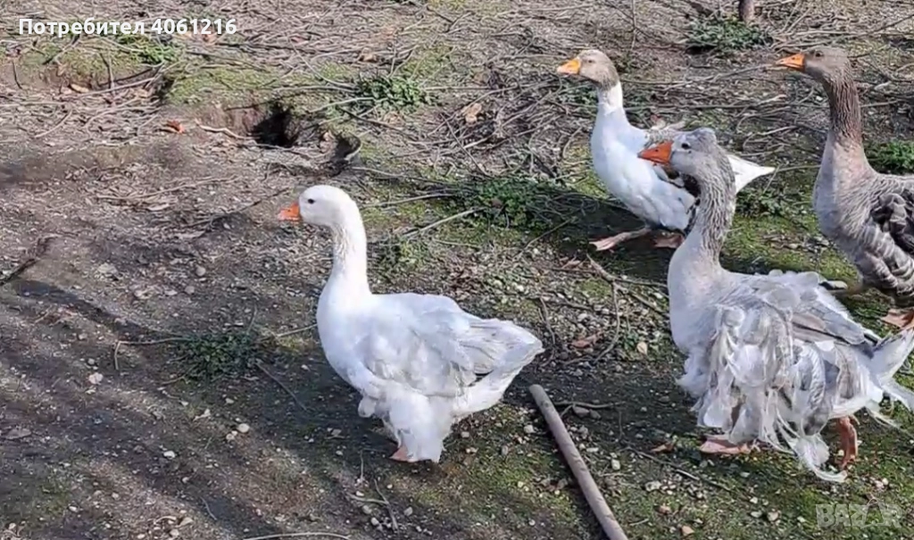 Къдрави гъски , снимка 1