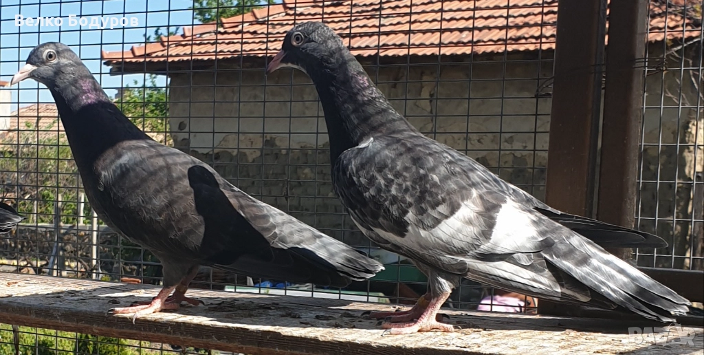 Пазарджишки високо летци. , снимка 1